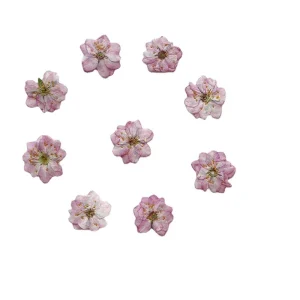 Bulk Real Natural Dried Flowers Nails Art Sticker Nail Decoration