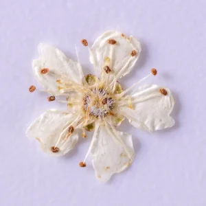 Bulk Real Natural Dried Flowers Nails Art Sticker Nail Decoration