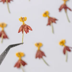 Real Natural Dried Dancing Flowers Nails Art Sticker Nail Decoration