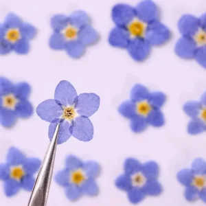 Real Natural Dried Pressed Flowers Stickers Nails Art Nail Decoration